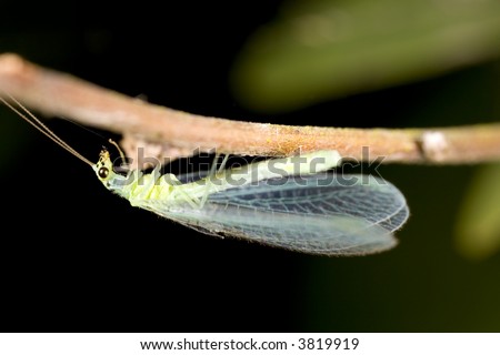 Green lacewing, beneficial insect used as pest control against mites, mealybugs, and aphids