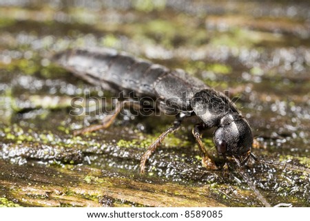 Devil\'s coach horse beetle, a kind of rove beetle.  Superstitions hold that the devil takes the form of this beetle to eat sinners.