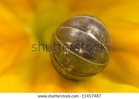 A pill bug rolled up on a yellow flower