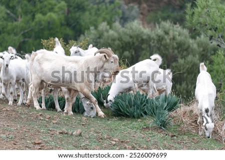 Similar – Image, Stock Photo Somewhere Nature Meadow