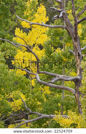 Colorado Fall colors near Victor, Colorado; Aspen trees changing color and a bare dead tree.