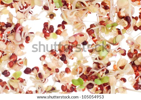 broccoli sprouts growing out of small seeds with different colors