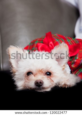 small female lap dog wearing a red dress, face closeup