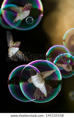 concept of a humming bird floating in a soap bubble