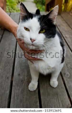 female hands petting a very friendly outdoor cat on a wooden porch late afternoon