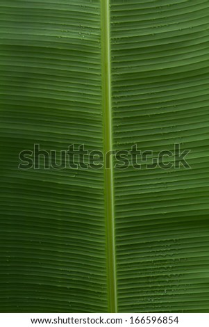 close up of a pattern on a banana leaf with fresh rain drops and a vivid green color