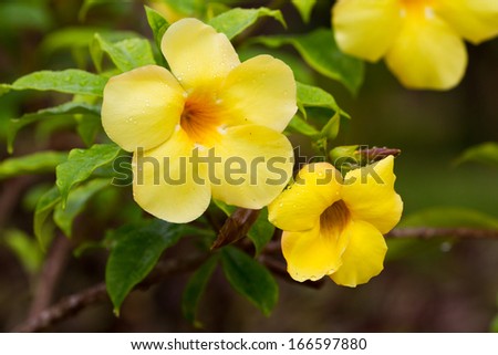 close up of a beautiful yellow flower in the rain forest of Belize
