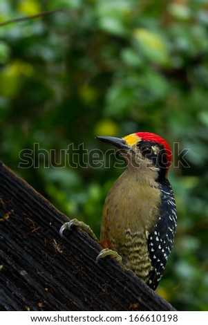closeup of a black - cheeked woodpecker in the rainforest of Belize