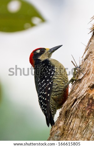 closeup of a black - cheeked woodpecker in the rainforest of Belize
