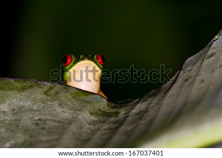 red eyed tree frog at night in the rain forest of Belize calling her mate