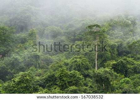 green lush jungle in the Cayo district of Belize with a light rain