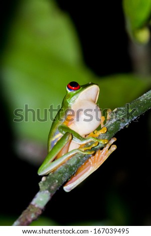 wild red eyed tree frog shot at night in the rain forest of Belize