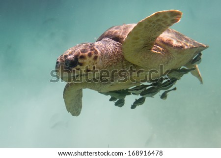 underwater closeup of a loggerhead turtle in the turquoise water of Belize