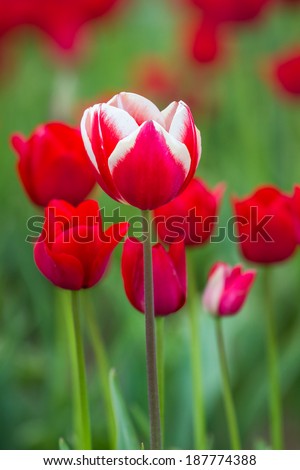 beautiful red and white tulip in a row of solid red tulips