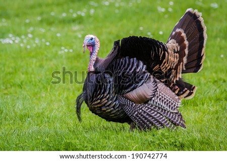 adult male tom turkey showing off his colorful feathers on a green spring morning
