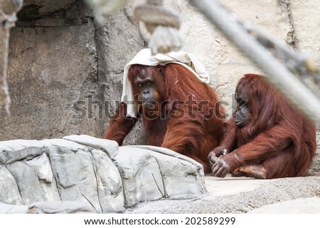 bornean orangutan attending a friend that does not feel so good