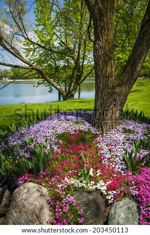 beautiful landscaping with colorful phlox covering the grounds of a large yard