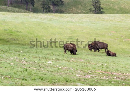 group of wild buffalo in the South Dakota grass lands