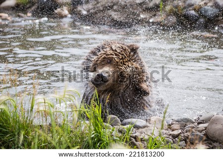 action shot of an adult grizzly bear shaking off water to dry off