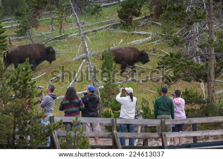 Yellowstone national park, Wyoming - July 12 : tourist photographing wild bison next to a trail; July 12 2014 in Yellowstone national park, Wyoming