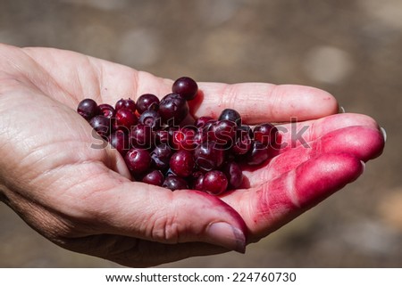 close up of a hand holding a bunch of fresh picked huckleberries in the oregon forest