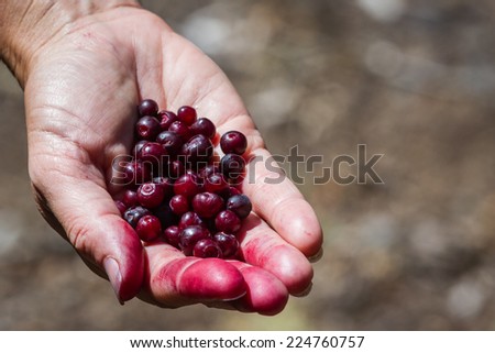 close up of a hand holding a bunch of fresh picked huckleberries in the oregon forest