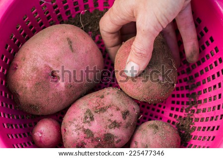 organic home grown red skinned potatoes in a pink basket