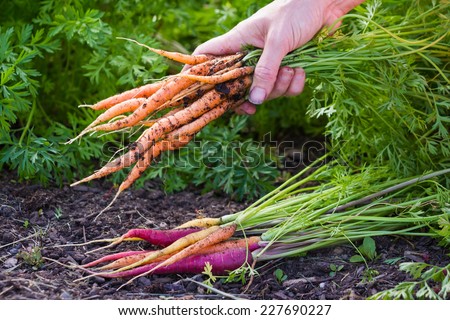 hands holding a bunch of freshly harvested carrots from a local home garden