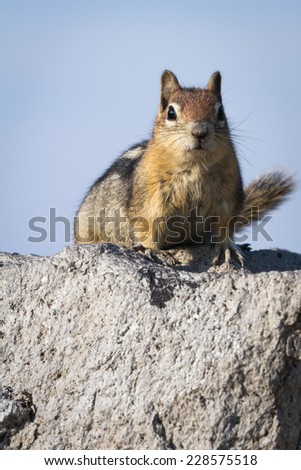 small chipmunk standing on a large rock looking and figuring out who\'s watching