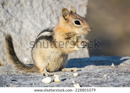 close up of a chipmunk eating peanuts on a rocky surface