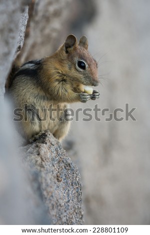 close up of a chipmunk eating peanuts on a rocky surface