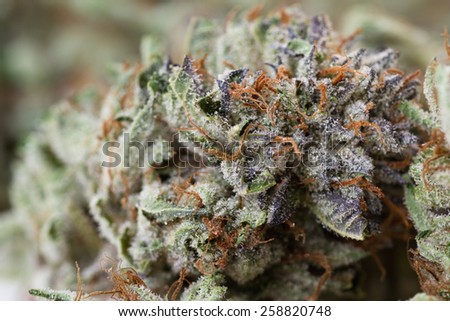 macro shot of a dried marijuana bud with crystalline structures