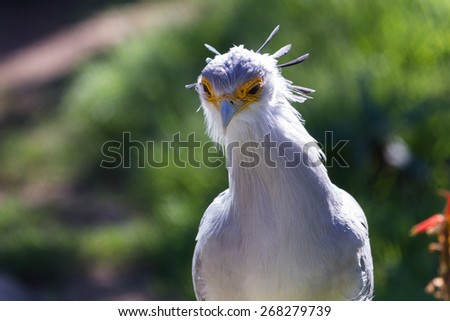 close up of a secretary bird with a yellow and orange face mask and a bluish crown