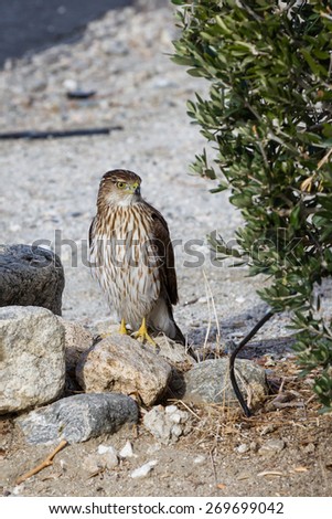 Red tailed hawk on the ground, looking for lunch in the California desert.