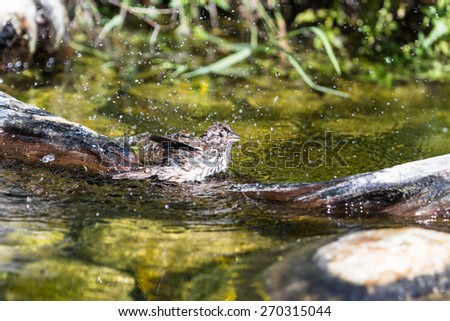 a small finch taking a bath in a small pool of water and a log to stand on