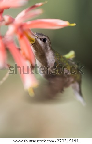 black chinned hummingbird ( Archilochus alexandri) . Female hummer feeding on orange tube flowers