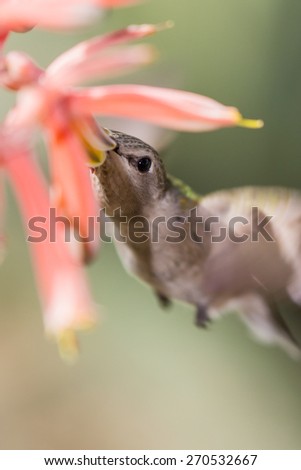 black chinned hummingbird ( Archilochus alexandri) . Female hummer feeding on orange tube flowers