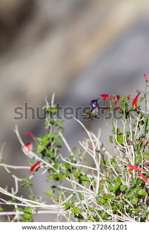 small Anna's Hummingbird - Calypte anna - feeding on desert flowers in Southern California