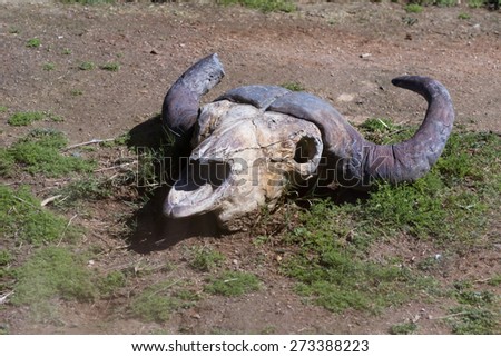 water buffalo skull replica on the grounds of a zoo for authenticity