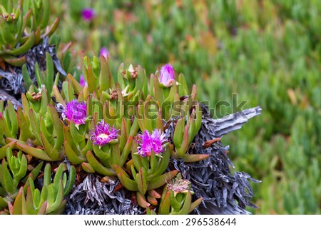 close up of blooming flowers on coastal succulent ground cover plants