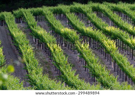 vineyard in Napa Valley California, with perfect rows of healthy grape vines