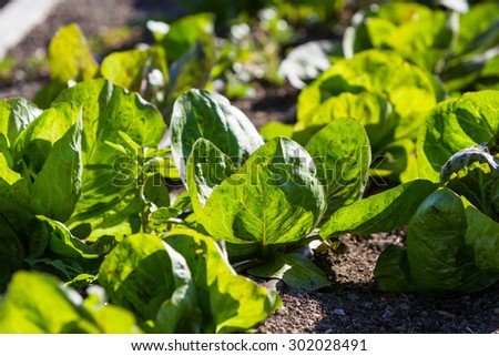 growing lettuce in California using raised garden beds