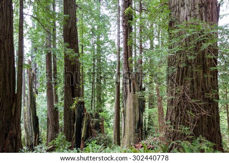 giant redwood trees at the redwood national park in northern California