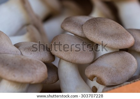 close up of fresh mushrooms for sale at the local farmers market in Calistoga, California.