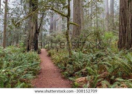 beautiful park in northern California with hiking trails in a natural prehistoric looking landscape with giant redwood trees