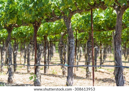 manicured landscape in springtime with rows of grape vines in  Napa Valley California