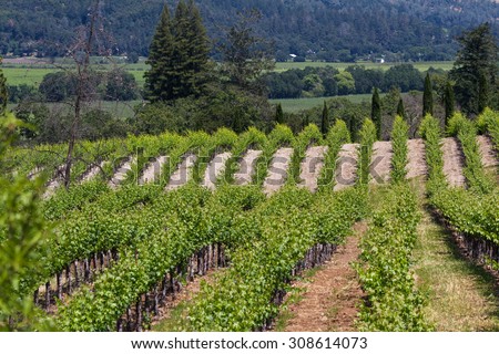 manicured landscape in springtime with rows of grape vines in  Napa Valley California