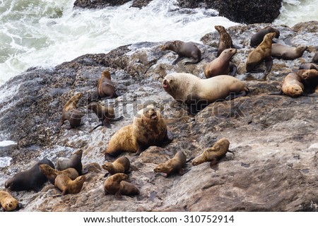 group of female sea lions surrounding two large bulls in a power struggle