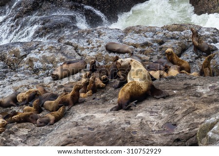group of female sea lions surrounding two large bulls in a power struggle