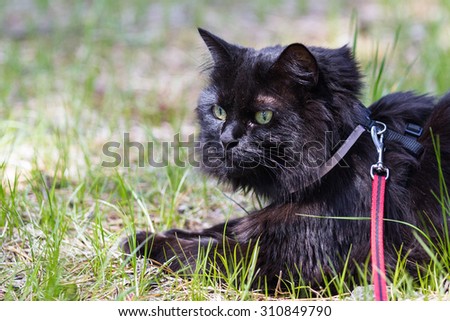 close up of a cat on a leash outdoors wearing a harness laying on green grass